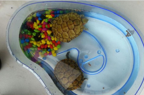 乌龟长期吃龟粮的后果