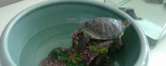 乌龟长期吃龟粮的后果