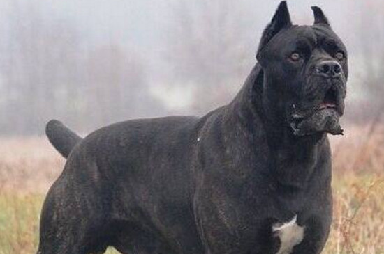中国十大禁犬