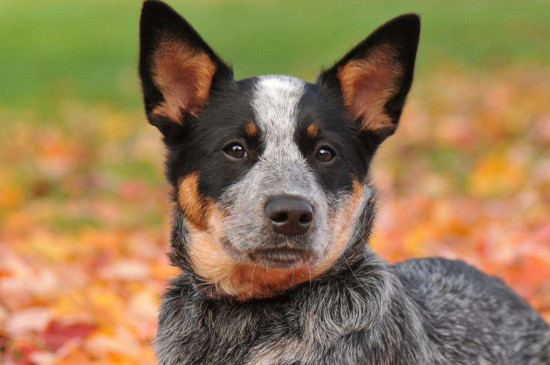 十大名犬智商排名，世界十大聪明犬排名