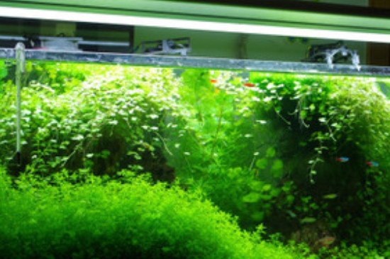 鱼缸里的绿藻怎么清理