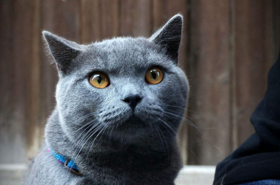 纯种英短蓝猫价格是多少，英短蓝猫一般多少钱一只
