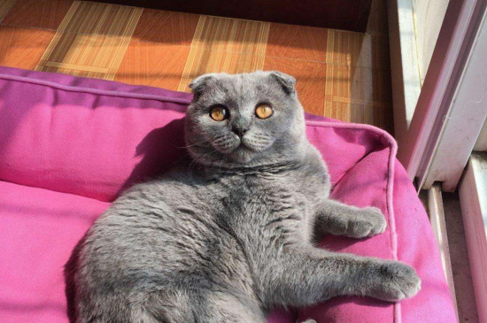 纯种英短蓝猫价格是多少，英短蓝猫一般多少钱一只