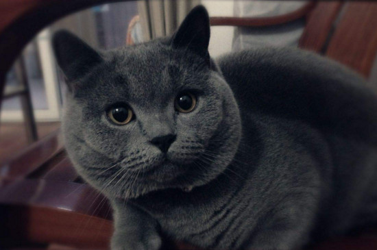 纯种英短蓝猫价格是多少，英短蓝猫一般多少钱一只