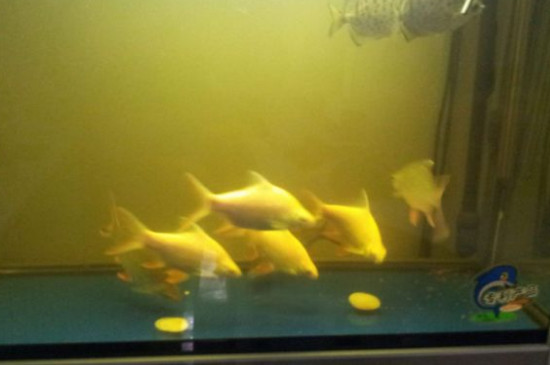 鱼缸黄水的原因和处理方法