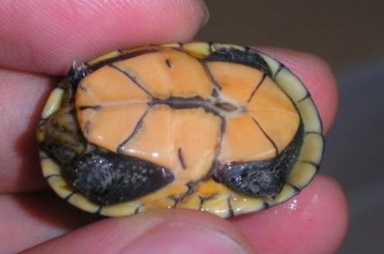 乌龟卵黄没吸收处理方法