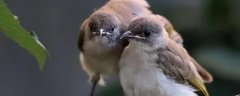 白头翁幼鸟怎么喂养方法