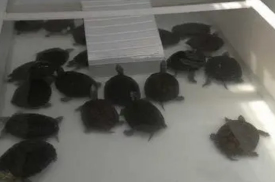 乌龟养殖方法和注意事项