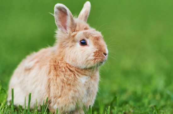 刚出生的兔子人工怎么喂养方法
