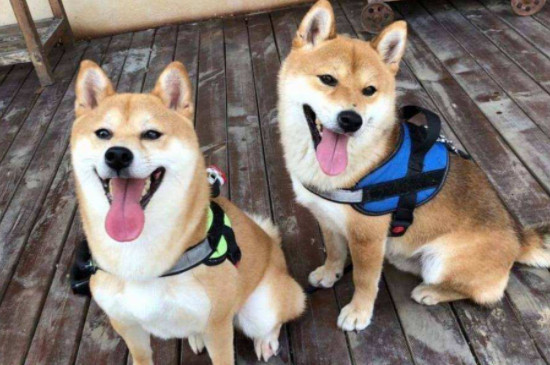 柴犬怎么训练,有什么方法?