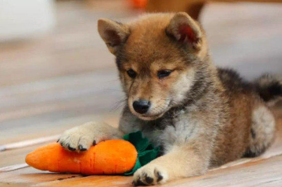 柴犬怎么训练,有什么方法?
