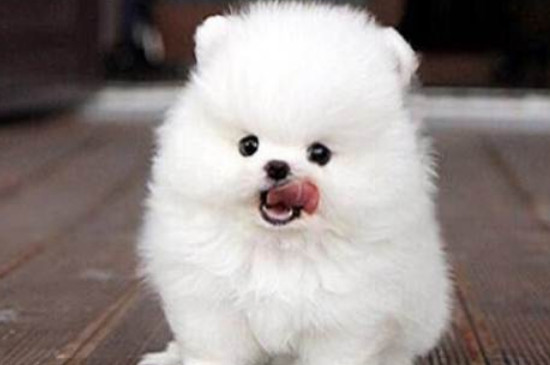 博美犬怎么养方法