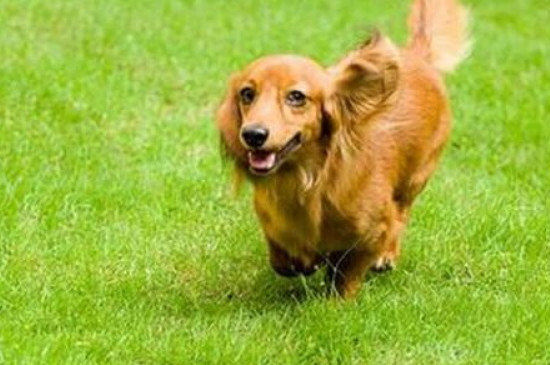 腊肠犬怎么训练?训练腊肠犬的方法