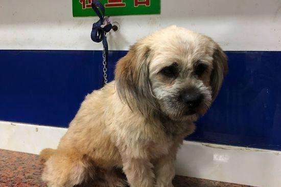 犬瘟热后期治疗方法