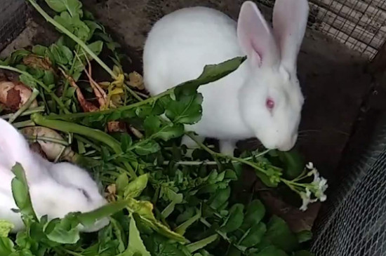 兔子拉稀怎么办，兔子拉肚子的处理方法