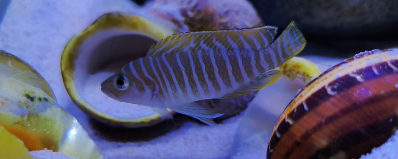 鱼怎么分公母，分辨鱼雌雄的方法