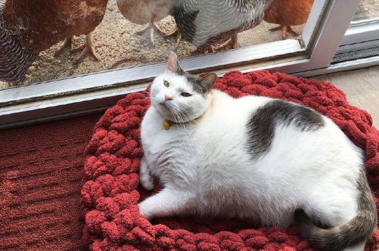 猫在家里找不到了怎么办，引诱猫咪出来的方法