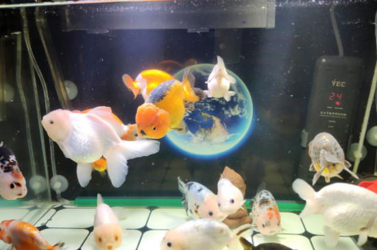 金鱼的饲养方法