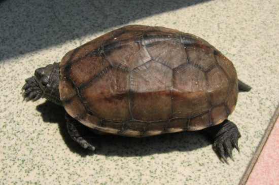 草龟怎么分公母，中华草龟快速分公母的方法