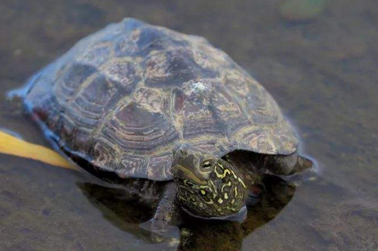 草龟怎么分公母，中华草龟快速分公母的方法