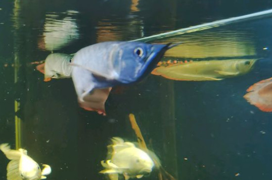 银龙鱼的饲养方法，饲养银龙鱼的技巧
