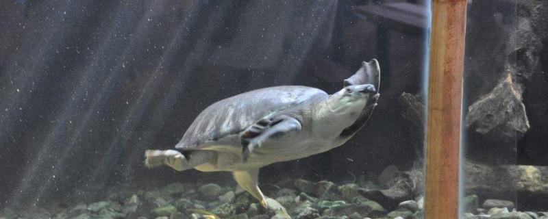 猪鼻龟的饲养方法，喂养猪鼻龟的技巧