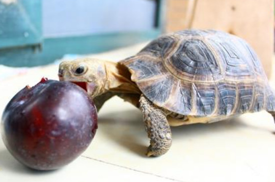 小乌龟的生活习性和饲养环境，养小乌龟的正确方法
