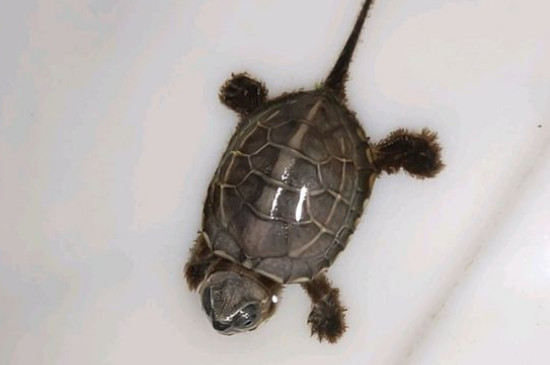 小乌龟的生活习性和饲养环境，养小乌龟的正确方法