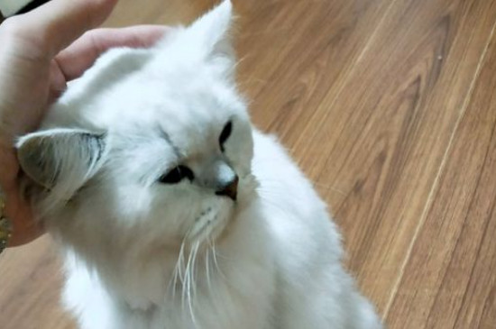 颗粒干猫粮怎么自制，自制颗粒猫粮简单方法