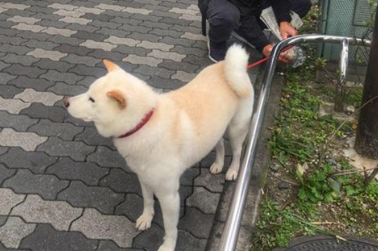 狗狗软便和拉稀的区别，教你辨别两者的方法和原因