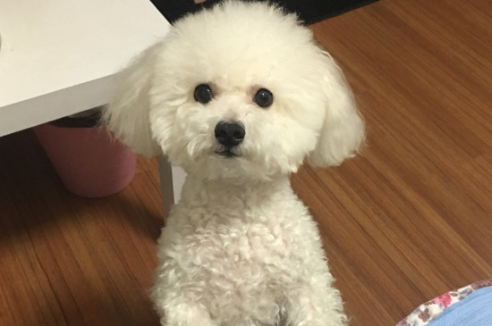 狗狗吃洋葱后的症状，狗吃了洋葱处理方法