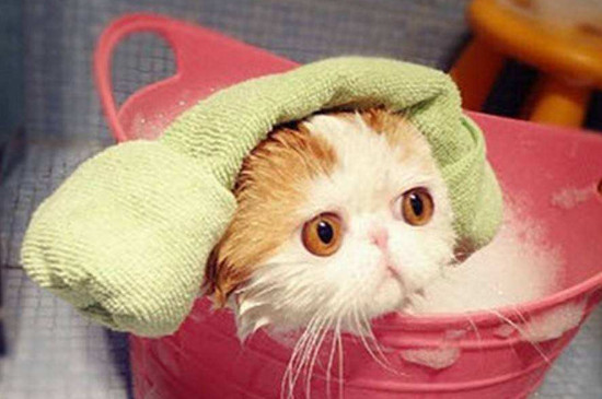 给猫洗澡的正确方法