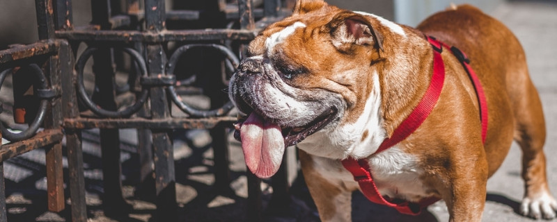 英国斗牛犬除臭方法