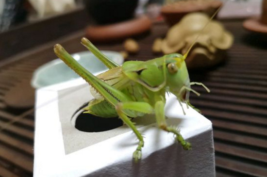 让蝈蝈晚上不叫小方法