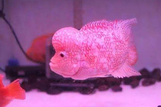 鱼缸净化水质方法