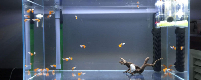 科学养金鱼的方法