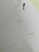 浅谈传统钓_个人见解，教你传统钓鱼