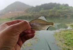 野钓闹起小鱼，该如何施钓才能避小钓大