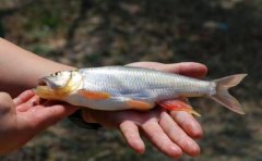 夏季手竿钓马口鱼，就用这两种钓法