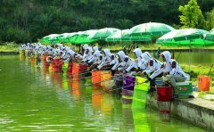 黑坑作钓记住这三点，轻松应对抢鱼期之后的停口期