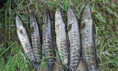秋季黑鱼的几种民间钓法