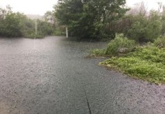 暴雨过后黄辣丁疯狂咬钩，两根鱼竿根本来不及