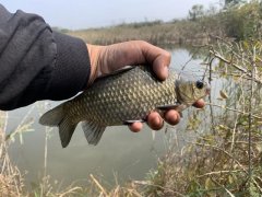 天气降温转凉，钓鲫鱼是钓深还是钓浅