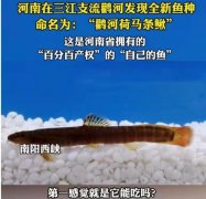 4种曾经被嫌弃的鱼，原来这么值钱