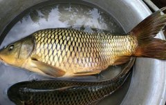 冬钓鲤鱼，这样选钓点，开制窝料、饵料，试试看