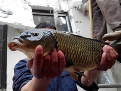 从钓获这条金鳞红尾的野生鲤鱼，谈谈我钓鲤鱼的经验