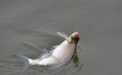 夏季钓鳊鱼的4个关键技巧