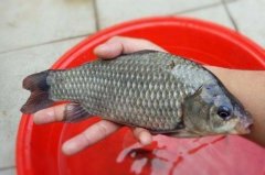 夏天对付大鲫鱼，用拉饵好还是搓饵更合适