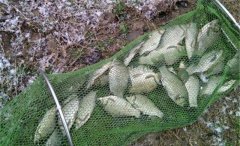 数九寒天找鱼窝，找2种深水2种障碍物