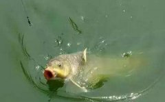 夏季水库台钓鲤鱼的三个技巧